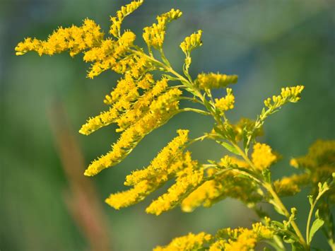 golden rod