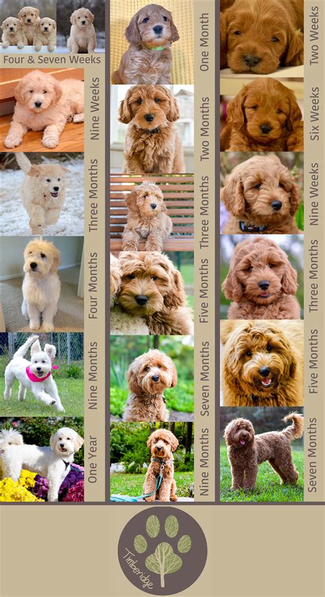 Poodle breeding color chart Colorful coat, Poodle grooming, Color