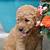 goldendoodle puppies for sale los angeles
