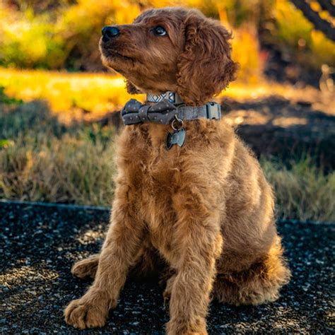 goldendoodle cavalier mix