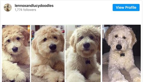Goldendoodle Coat Change