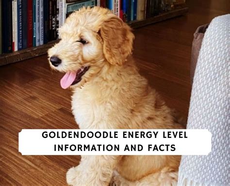 goldendoodle energy level
