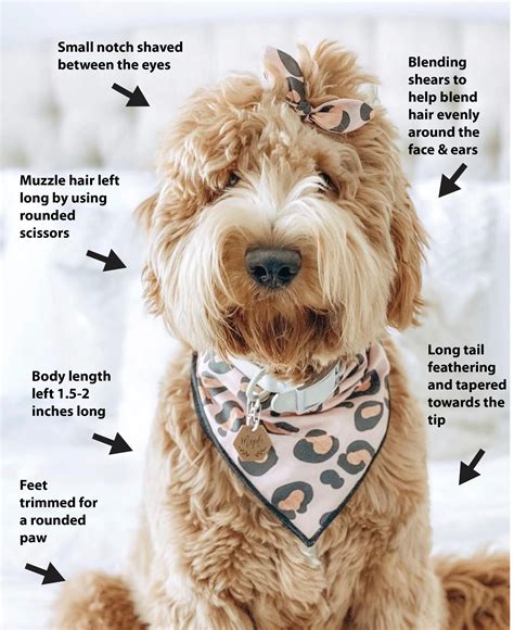 goldendoodle grooming styles