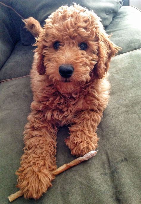 goldendoodle lab mix
