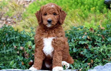goldendoodle mini cost