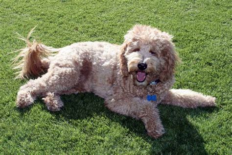 goldendoodle skin itching