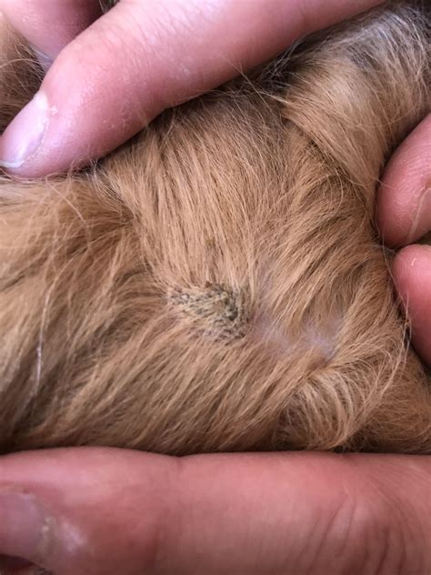 goldendoodle skin scabs