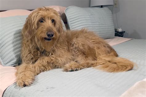 goldendoodle stomach issues