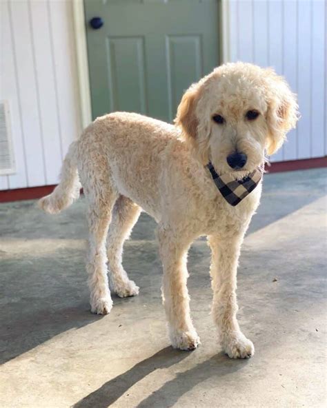 goldendoodle summer cut