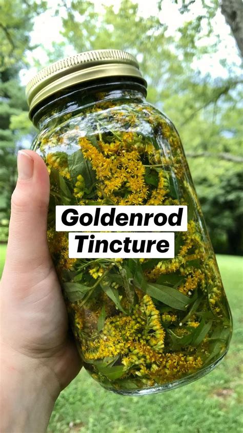Goldenrod Kidney