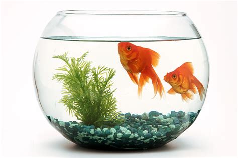 goldfish in a fishbowl