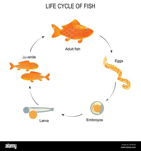 goldfish life cycle and reproduction