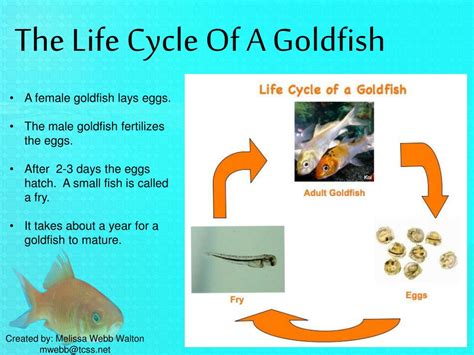 goldfish life cycle worksheet