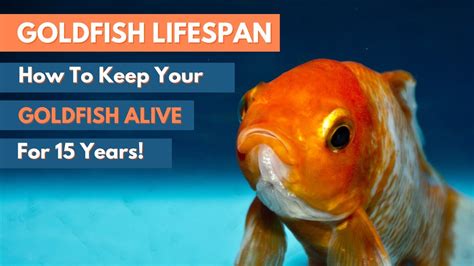 goldfish lifespan in aquarium