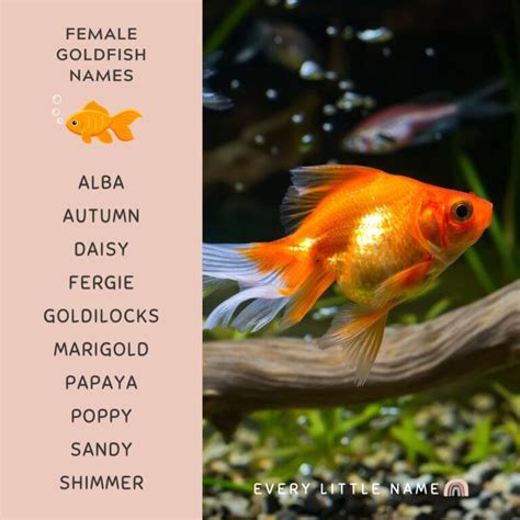 goldfish new name