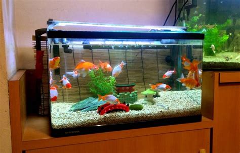 Goldfish Tank Minimum Size