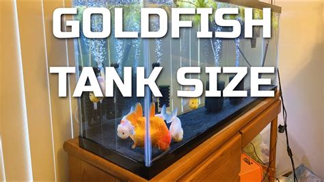 goldfish tank size