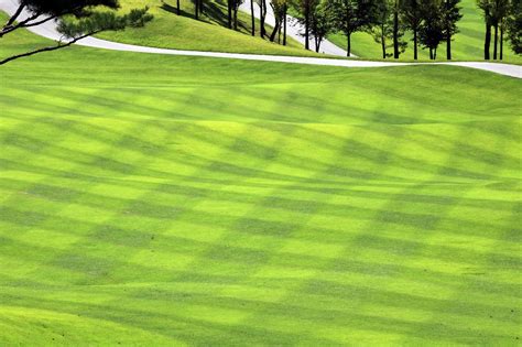 golf course grass suppliers