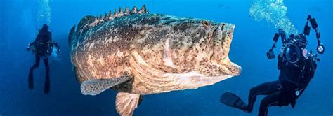 goliath grouper next to human