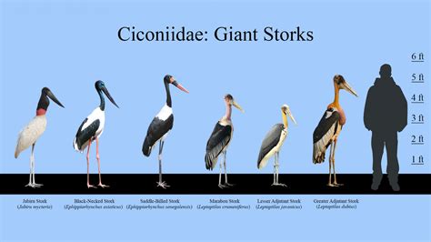 goliath heron vs marabou stork