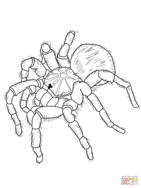 Goliath Tarantula Coloring Page
