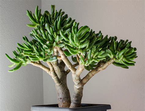 gollum jade tree