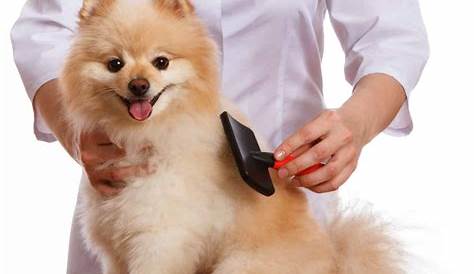 The 5 Best Brushes For Short-Hair Dogs