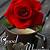 good morning love red rose