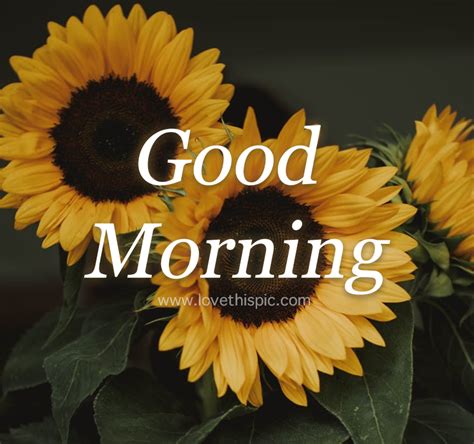 Beautiful Good Morning Sunflowers Pictures, Photos, and Images for