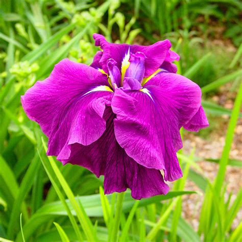 Japanese Water Iris, Japanese Flag, Russian Iris Iris ensata 'Good Omen'
