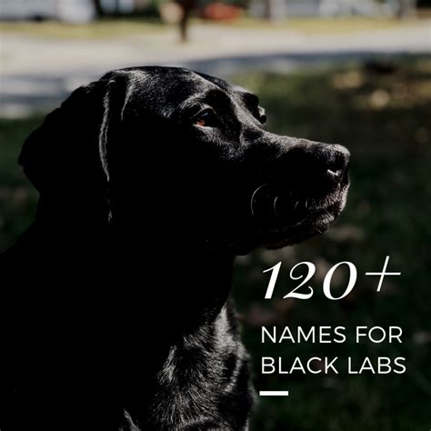 good black lab dog names