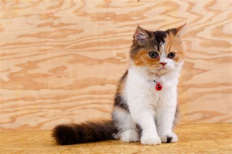 good cat breeds for kids