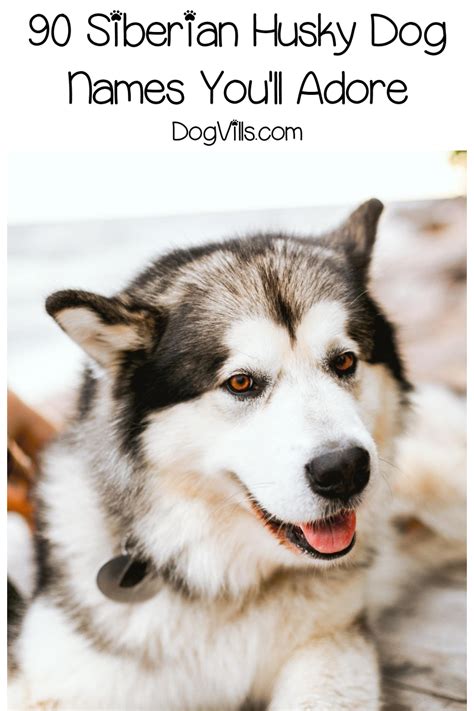 good dog names for siberian husky