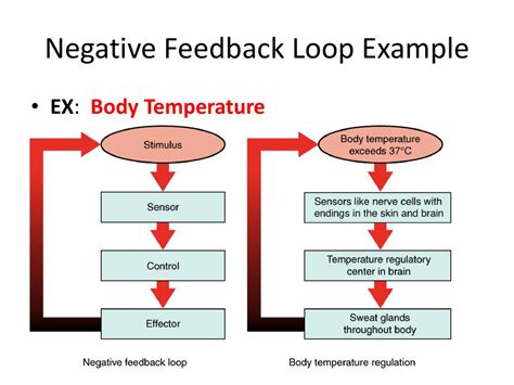 good example of negative feedback loop