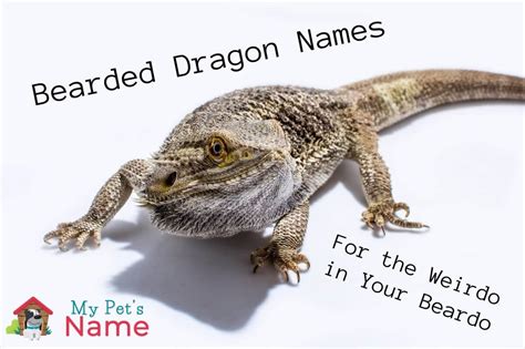 good female bearded dragon names