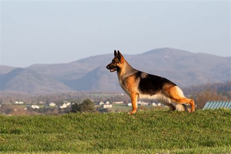 good german shepherd