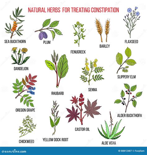 Good Herbs For Constipation