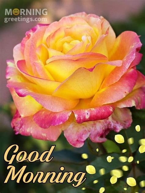 good morning images flowers rose