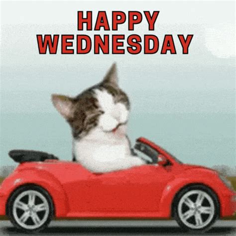 good morning wednesday cat gif