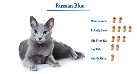 good names for a russian blue cat personality