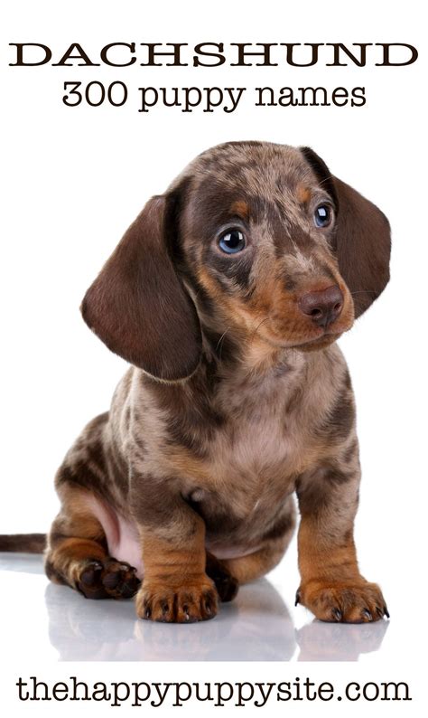 Good Names for a Wiener Dog