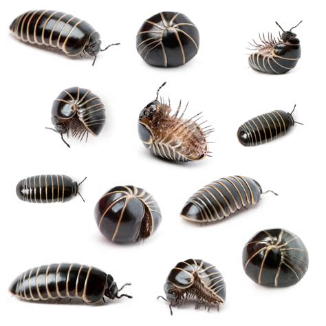 good names for roly polys