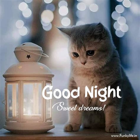 good night cat