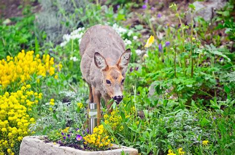Good Plants For Deer