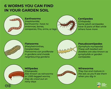 Good Plants For Worms