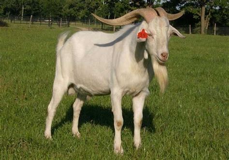 good quality goat in indonesia