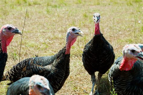 good shepherd poultry ranch