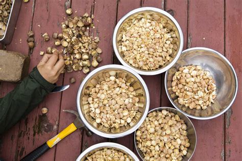 Good Snacks For Squirrels