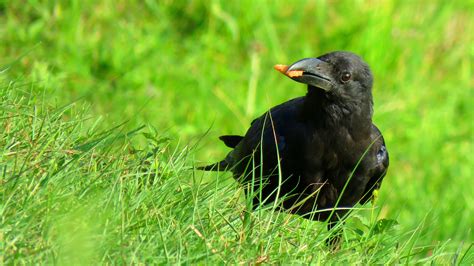good things about crows