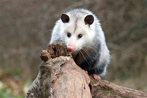 good things about opossums